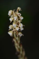 Peristylus plantagineus