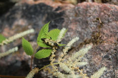 Etorofus obliteratus