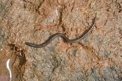 Gymnophiona