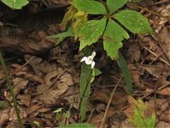 Triphora trianthophoros trianthophoros