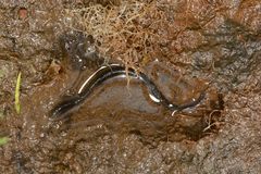 Gymnophiona