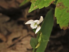 Triphora trianthophoros trianthophoros