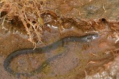 Gymnophiona