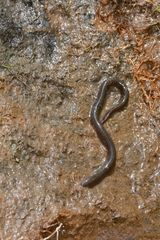 Gymnophiona