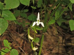 Triphora trianthophoros trianthophoros