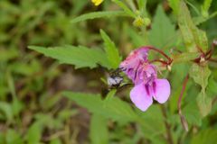 Balsaminaceae