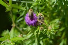 Pogostemon deccanensis