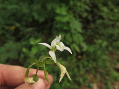 Triphora trianthophoros trianthophoros