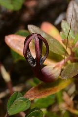 Ceropegia jainii