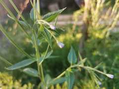 Epilobium