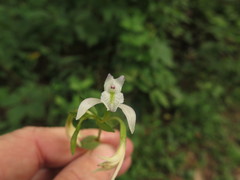 Triphora trianthophoros trianthophoros