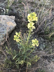 Erysimum flavum