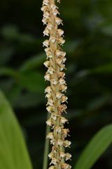 Peristylus plantagineus