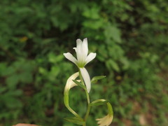 Triphora trianthophoros trianthophoros