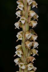 Peristylus plantagineus