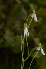 Habenaria longicorniculata