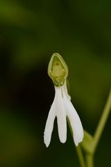 Habenaria longicorniculata