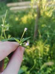 Epilobium