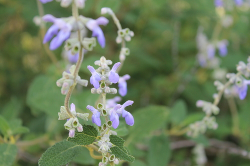 Salvia fruticulosa