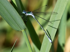 Lestes sponsa