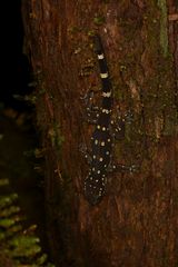 Hemidactylus prashadi