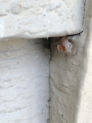 Phidippus cardinalis