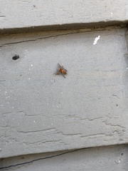 Phidippus cardinalis