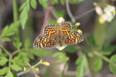 Phyciodes graphica graphica