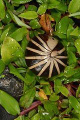 Arthrosphaera