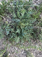 Oxytropis peschkovae