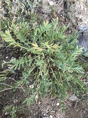 Oxytropis peschkovae