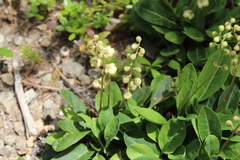 Pyrola dentata