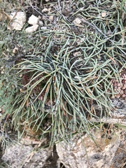 Ephedra dahurica