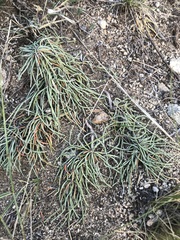 Ephedra dahurica