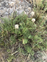Pulsatilla tenuiloba