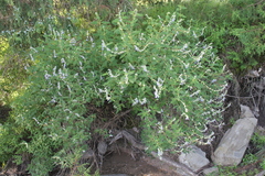 Salvia fruticulosa