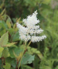 Astilbe formosa