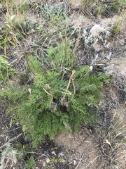 Pulsatilla tenuiloba
