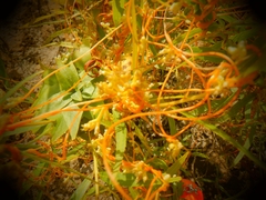 Cuscuta cephalanthi