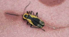 Chauliognathus distinguendus