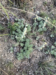 Artemisia cuspidata
