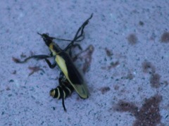 Chauliognathus distinguendus