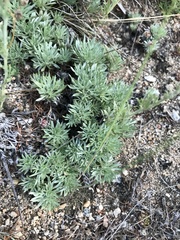 Artemisia cuspidata