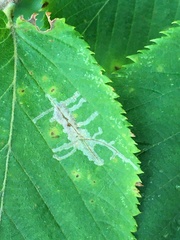 Caloptilia ostryaeella