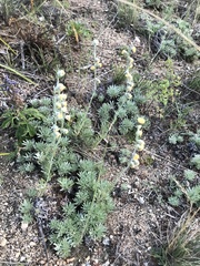 Artemisia cuspidata