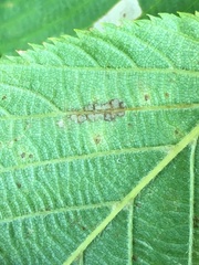 Caloptilia ostryaeella