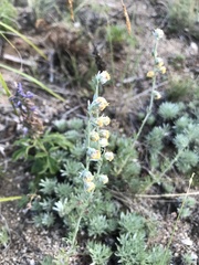 Artemisia cuspidata