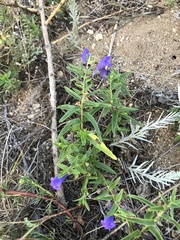 Scutellaria scordifolia