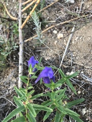 Scutellaria scordifolia