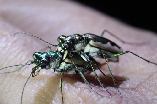 Cream-edged Tiger Beetle photo 6